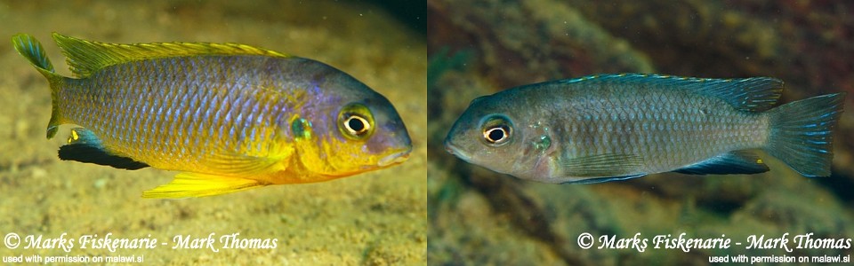 Tropheops sp. 'aurora' Higga Reef