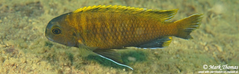 Tropheops sp. 'red fin' Higga Reef