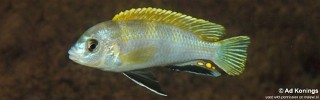 Labidochromis sp. 'perlmutt' Higga Reef.jpg