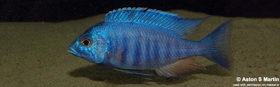 Placidochromis sp. 'electra blue' Hongi Island