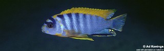 Labidochromis sp. 'hongi' Hongi Island.jpg