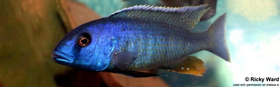 Buccochromis spectabilis 'Itungi'