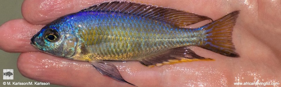 Nyassachromis microcephalus 'Itungi'