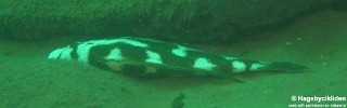 Nimbochromis livingstonii 'Jalo Reef'.jpg