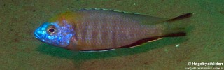 Nyassachromis prostoma 'Jalo Reef'.jpg