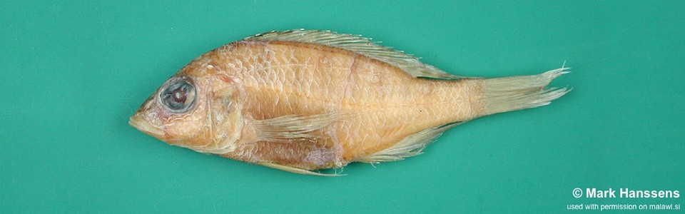 Placidochromis trewavasae 'Kadango'