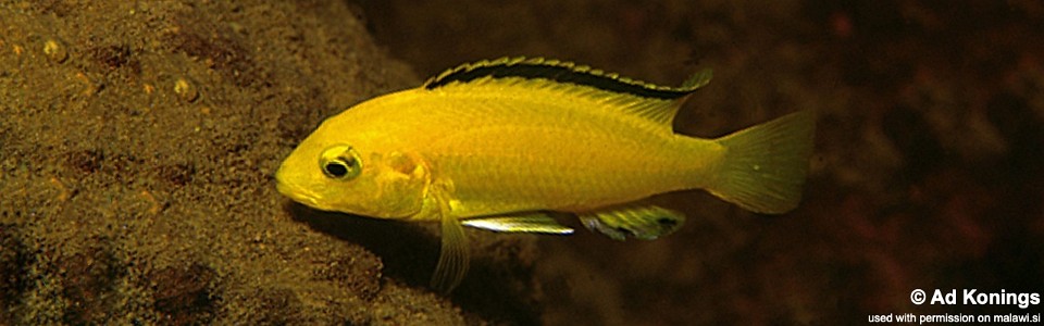 Labidochromis caeruleus 'Kakusa'