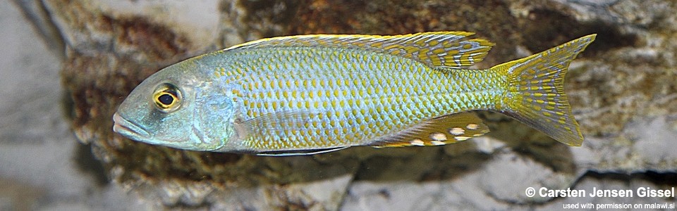 Buccochromis lepturus 'Kambiri'