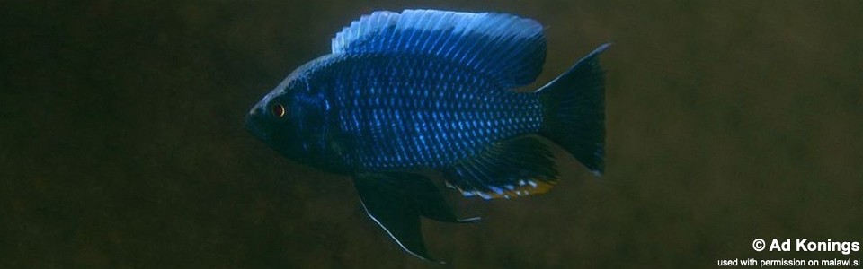Nyassachromis boadzulu 'Kanchedza Island'