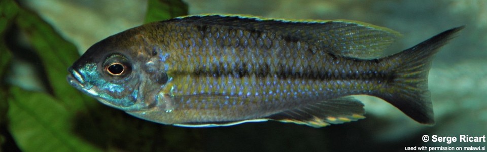 Nyassachromis prostoma 'Kanchedza Island'
