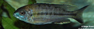 Nyassachromis prostoma 'Kanchedza Island'.jpg
