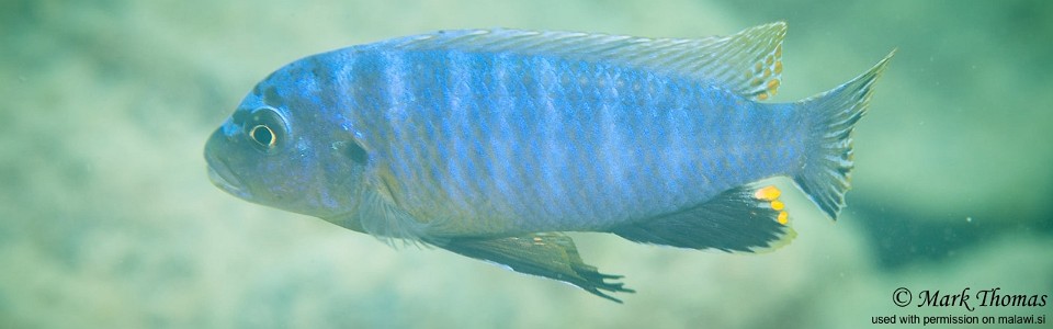 Pseudotropheus perspicax 'Kaphaso Reef'