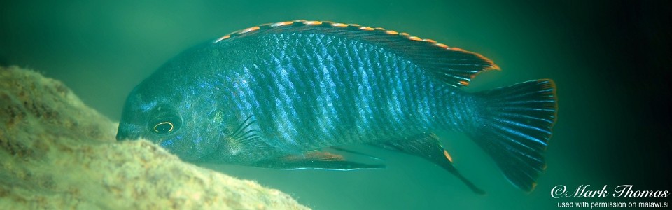 Tropheops sp. 'chilumba' Kaphaso Reef