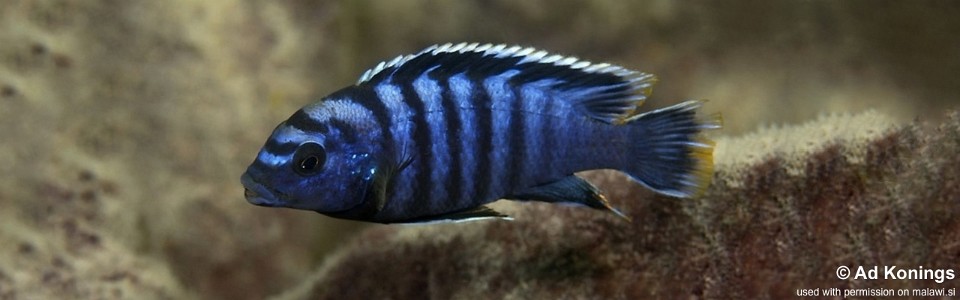 Labidochromis sp. 'gigas chilumba' Katale Island