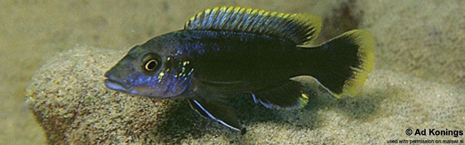 Melanochromis mpoto 'Katale Island'