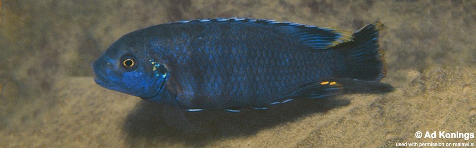 Petrotilapia sp. 'black flank' Katale Island