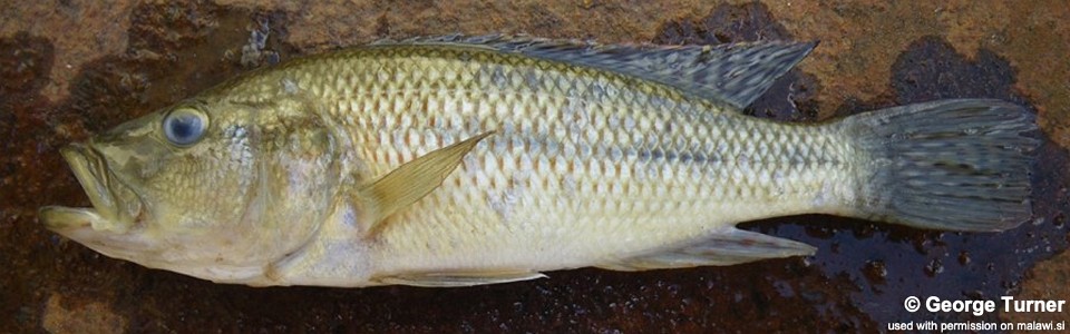 Serranochromis robustus 'Lake Chilingali'