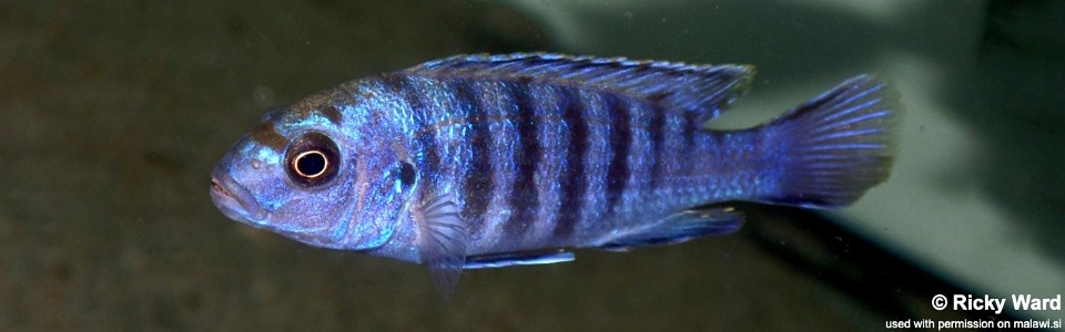 Labidochromis freibergi 'Likoma Island'