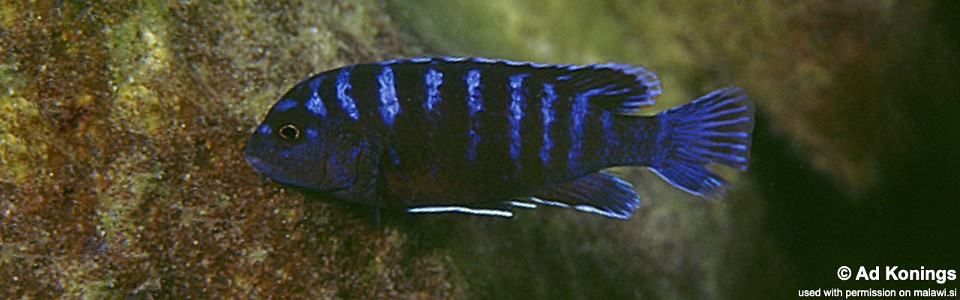 Labidochromis lividus 'Likoma Island'