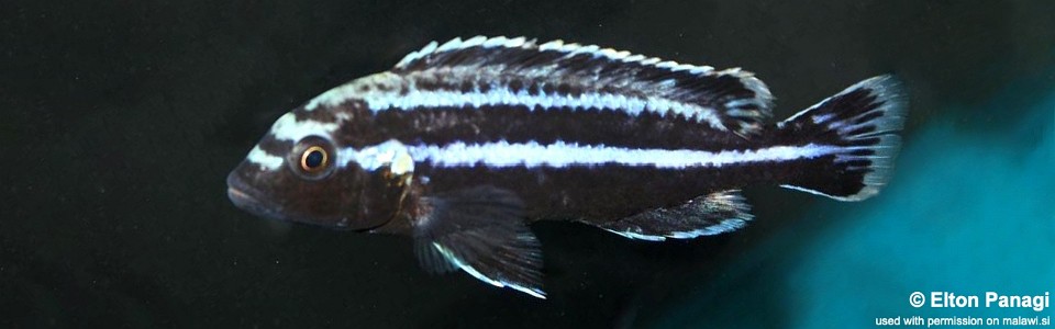 Melanochromis loriae 'Likoma Island'