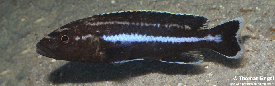 Melanochromis melanopterus 'Likoma Island'