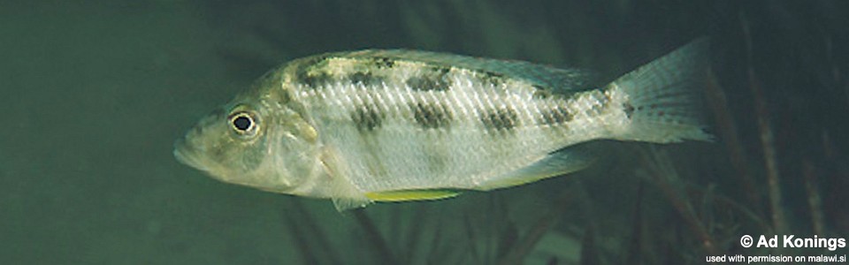 Placidochromis johnstoni 'Likoma Island, Khuyu'