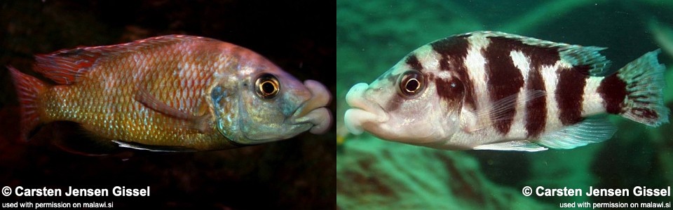 Placidochromis milomo 'Likoma Island'