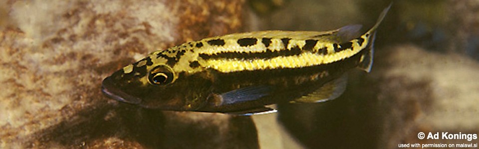 Tyrannochromis macrostoma 'Likoma Island'