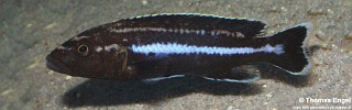 Melanochromis melanopterus 'Likoma Island'.jpg