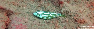 Nimbochromis livingstonii 'Lion's Cove'.jpg