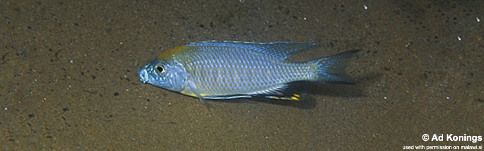 Nyassachromis prostoma 'Liuli'