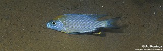 Nyassachromis prostoma 'Liuli'.jpg