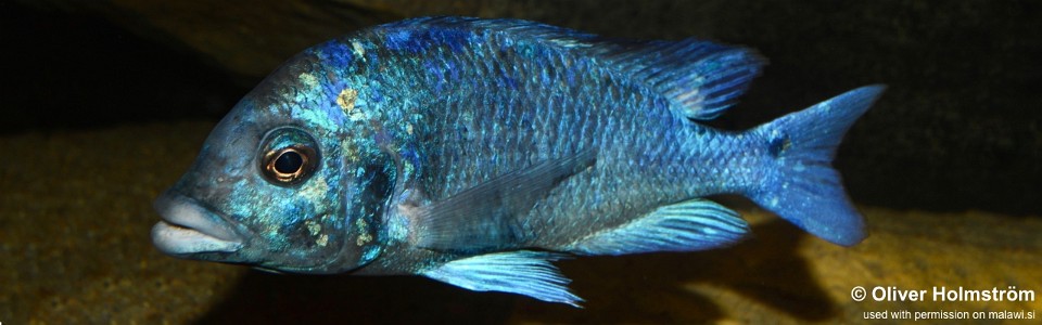 Placidochromis sp. 'phenochilus gissel' Liwani