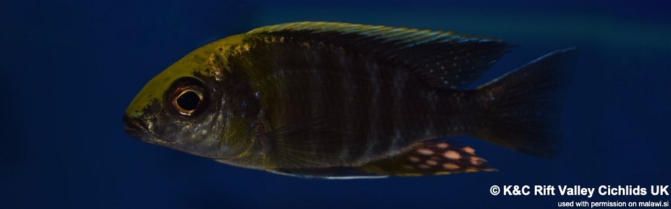 Aulonocara maylandi 'Liwewe Reef'