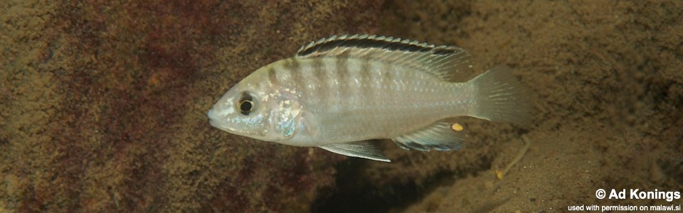 Labidochromis cf. caeruleus 'Londo Bay'