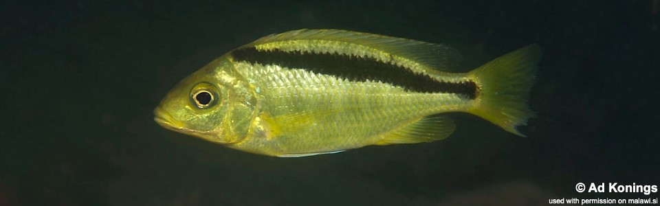 Mylochromis melanonotus 'Londo Bay'