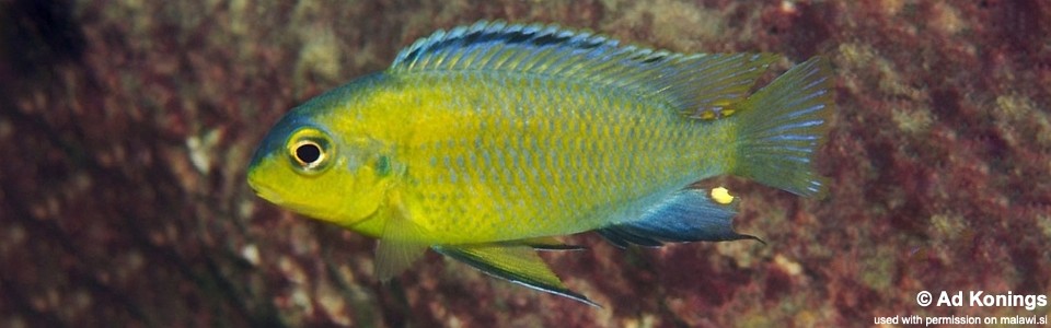 Tropheops sp. 'yellow chin' Londo Bay