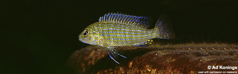 Labidochromis textilis 'Lumbaulo'