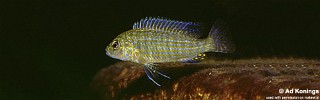 Labidochromis textilis 'Lumbaulo'.jpg