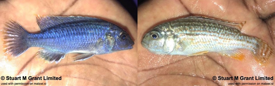 Labidochromis sp. 'textilis blue' Lumessi