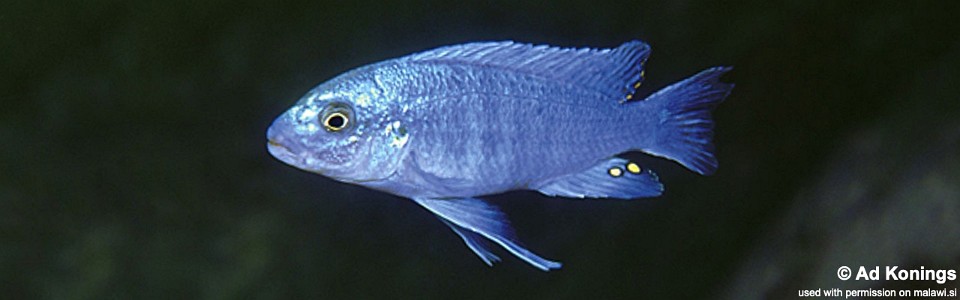 Labidochromis sp. 'textilis cobalt' Lumessi