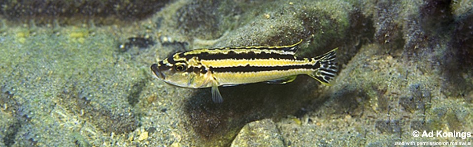 Melanochromis simulans 'Lumessi'