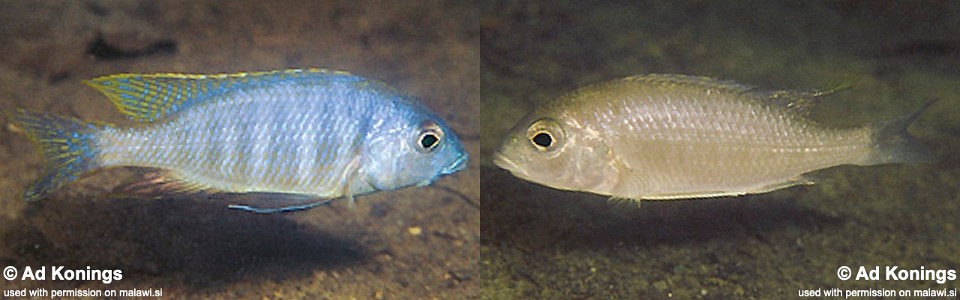 Placidochromis sp. 'electra mozambique' Lumessi