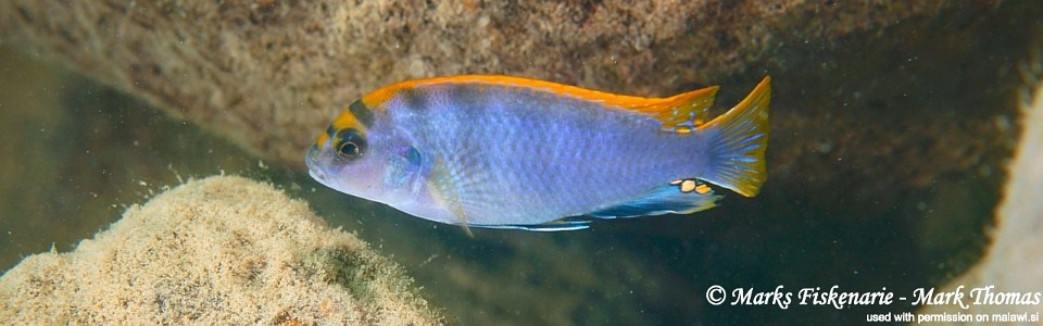 Labidochromis sp. 'hongi' Lundo Island