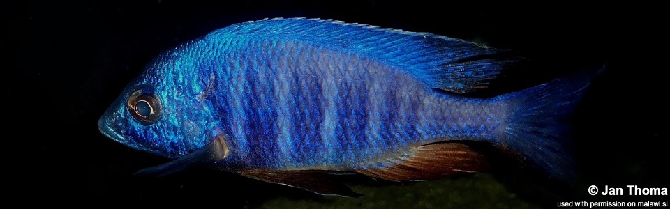 Placidochromis sp. 'electra blue' Lundo Island