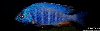 Placidochromis sp. 'electra blue' Lundo Island.jpg