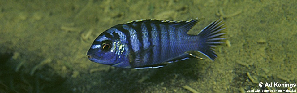 Labidochromis sp. 'lundu blue' Lundu