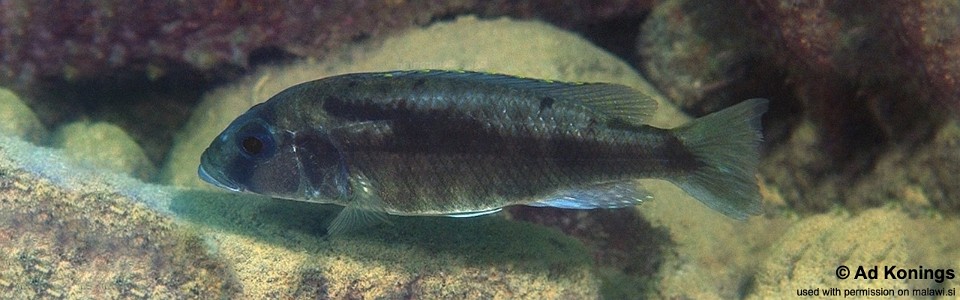 Sciaenochromis sp. 'stripe tanzania' Lundu