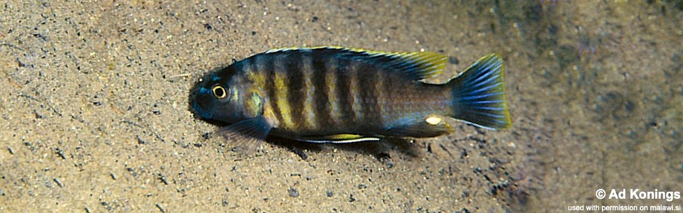 Gephyrochromis sp. 'sand black-fin' Lupingu
