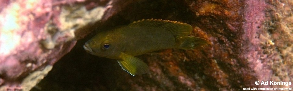 Labidochromis sp. 'caeruleus brown' Lupingu